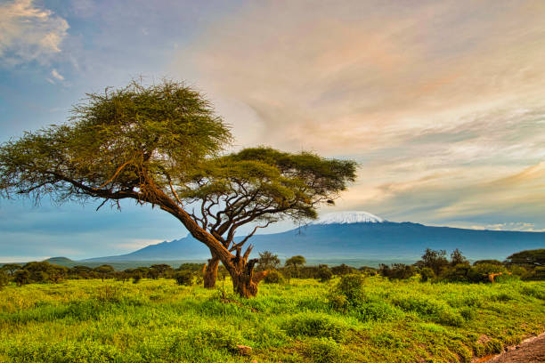 пейзажи из национального парка цаво восточный цаво запад и амбосели - african baobab стоковые фото и изображения