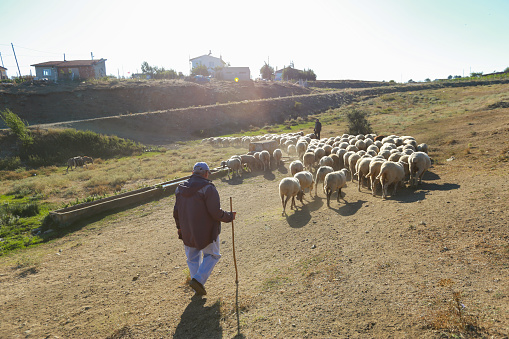 Flock of sheep with shepherd.