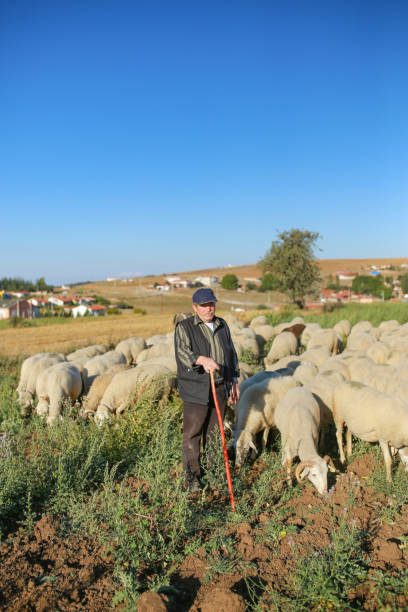 istock Shepherd herding his flock of sheep in a green meadow 1212345187