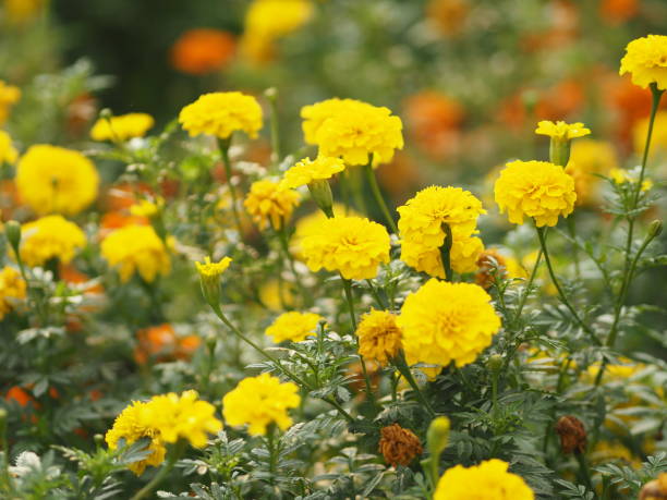 souci africain, américain, aztèque, big souci nom scientifique tagetes erecta fleur jaune fleur fleur fleur fleurnant dans le jardin - french marigold photos et images de collection