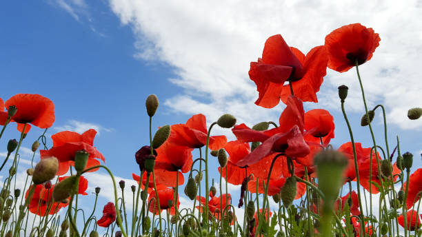 Red poppy flowers with a blue sky and clouds on a meadow