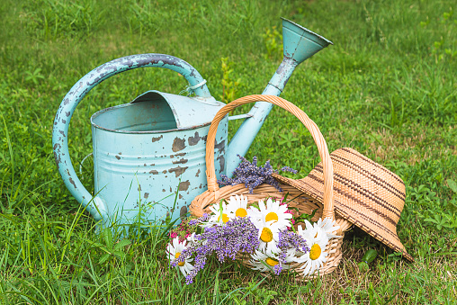 Wicker basket with bunch of white daisies and purple lavender flowers, straw hat and vintage watering can on green meadow