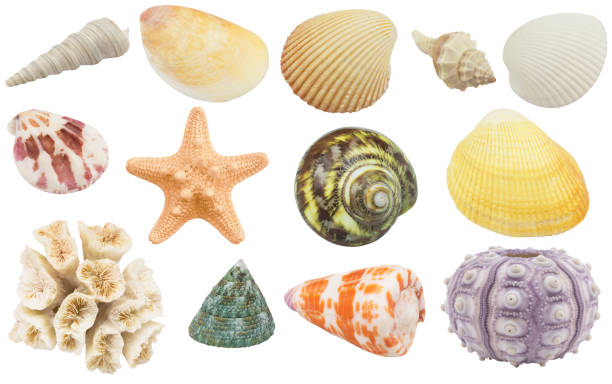istock Seashells, coral, starfish and urchins isolated 1212347203