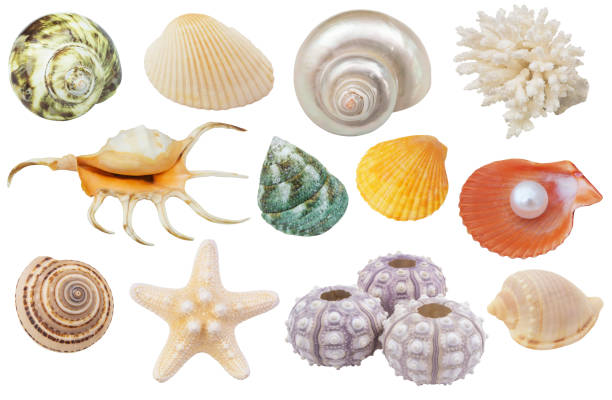 istock Seashells, coral, starfish and urchins isolated 1212347206