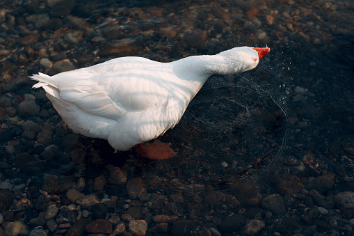 White duck swims in a pond