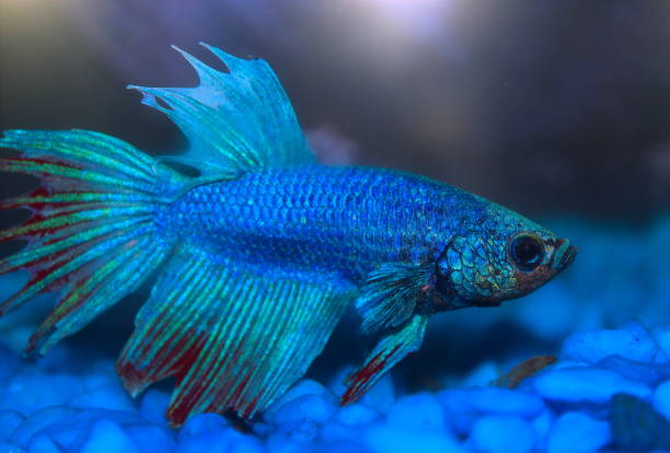 istock Turquoise and Blue Siamese fighting fish in a home aquarium Beta fish 1212348479