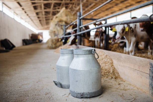 istock Milk cans and cows on a diary farm, agriculture industry. 1212348497