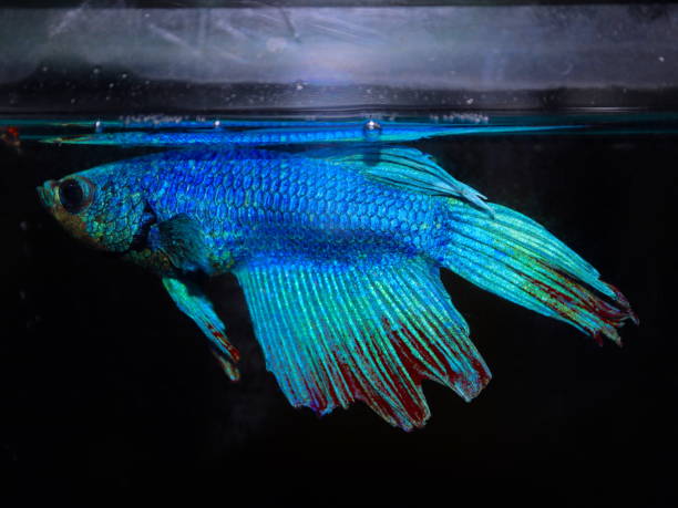 istock Turquoise and Blue Siamese fighting fish in a home aquarium Beta fish 1212348503