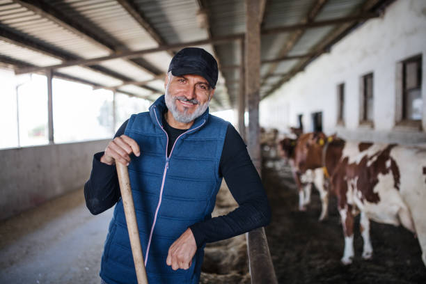 istock Mature man worker working on diary farm, agriculture industry. 1212348521