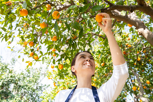 Woman farmer is picking fruit in orange orchard.