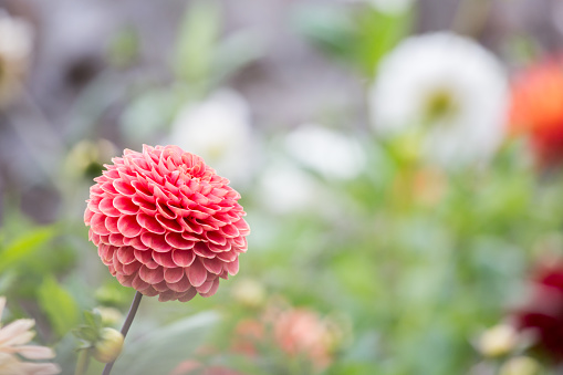 A brightly coloured coral pink pom-pom dahlia flower in an English country garden in late summer time