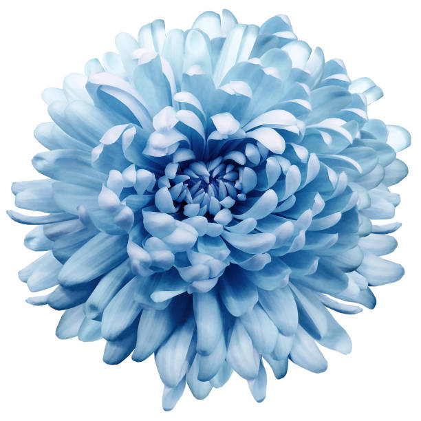 istock flower blue chrysanthemum . Flower isolated on a white background. No shadows with clipping path. Close-up. Nature. 1212351808