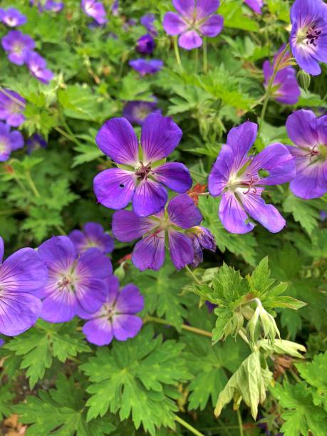 istock Geranium Roseanne flowers 1212352962