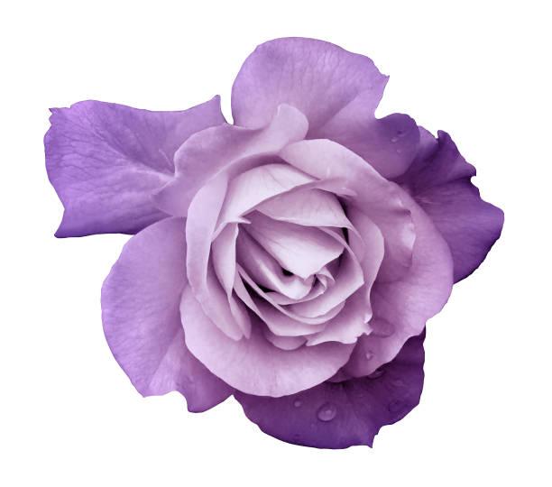 flower purple rose  on a white isolated background with clipping path.  no shadows. closeup. for design, texture, borders, frame, background.  nature. - isolated on white floral pattern rose blossom imagens e fotografias de stock