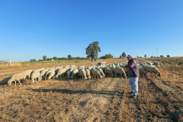 istock Flock of sheep with shepherd 1212353088