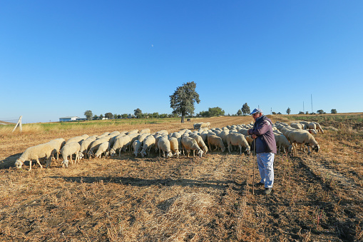 Flock of sheep with shepherd