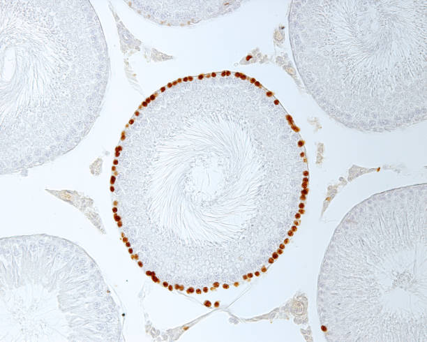 istock Seminiferous tubules. Spermatogonia 1212353159
