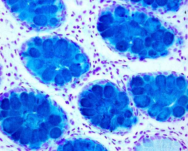 istock Human colon mucosa. Alcian blue stain 1212353168