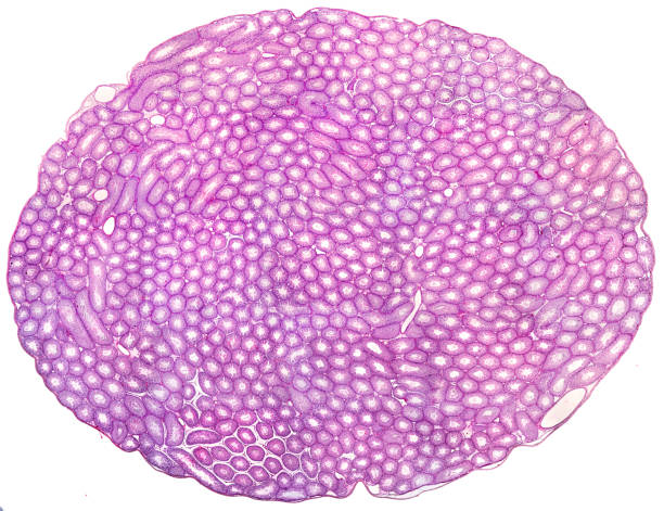 istock Testicle. Seminiferous tubules 1212353170