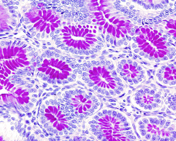 istock Stomach. Gastric pits 1212353182