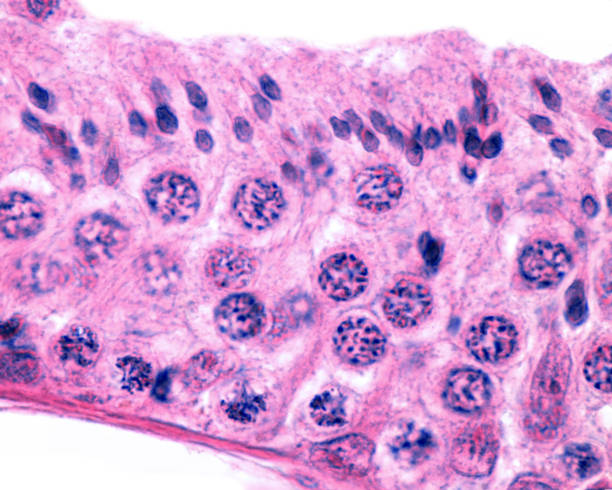 istock Seminiferous tubule. Spermatogenesis 1212353246