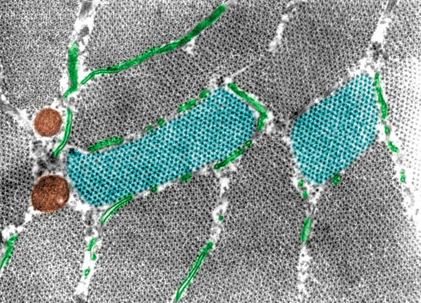 miofibrillas. micrografía tem de color falso - myofibrils fotografías e imágenes de stock