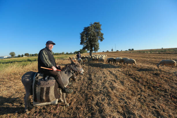 Sheepman with hat riding grey donkey in front of sheep herd on grass