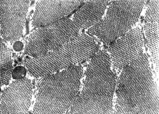 miofibrillas. micrografía del microscopio electrónico - myofibrils fotografías e imágenes de stock