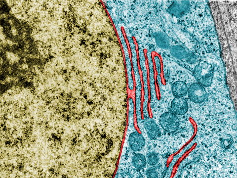 False colour transmission electron microscope micrograph showing a continuity between the nuclear envelope and a cistern of the rough endoplasmic reticulum (red). Nucleus (gold). Cytoplasm (blue)