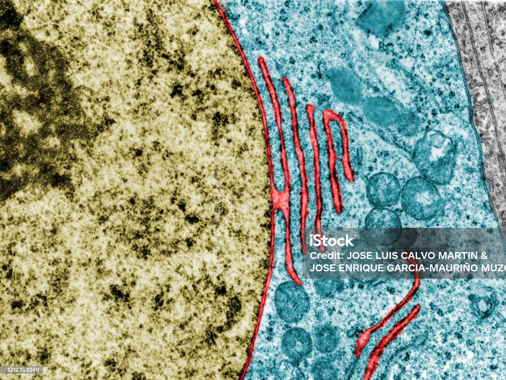 Nuclear envelope. False colour TEM False colour transmission electron microscope micrograph showing a continuity between the nuclear envelope and a cistern of the rough endoplasmic reticulum (red). Nucleus (gold). Cytoplasm (blue) TEM Stock Photo