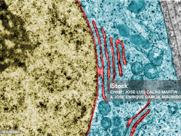 Nuclear Envelope False Colour Tem Stock Photo - Download Image Now - TEM, Electron Micrograph, Rough Endoplasmic Reticulum
