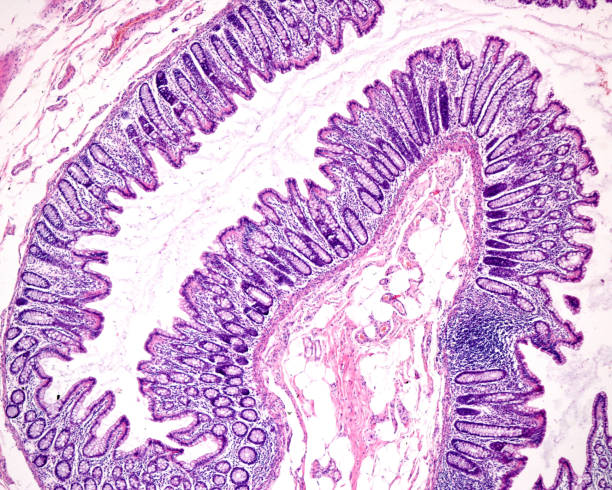 Large intestine mucosa Mucosa layer of the large intestine with Lieberkühn crypts, lined with numerous goblet cells of pale cytoplasm. The pink layer below is the muscularis mucosae. Human colon. histology stock pictures, royalty-free photos & images