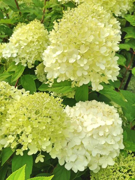 istock Hortensia flowers 1212353485