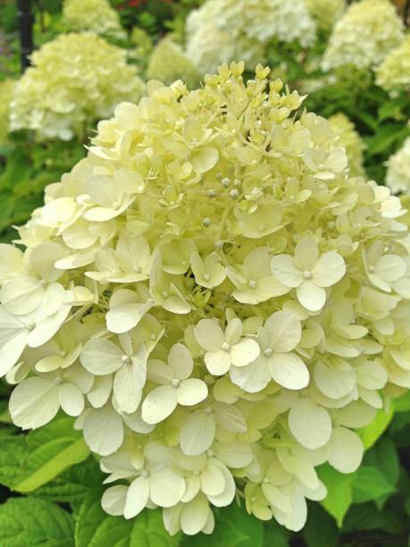 istock Hortensia flowers 1212353486