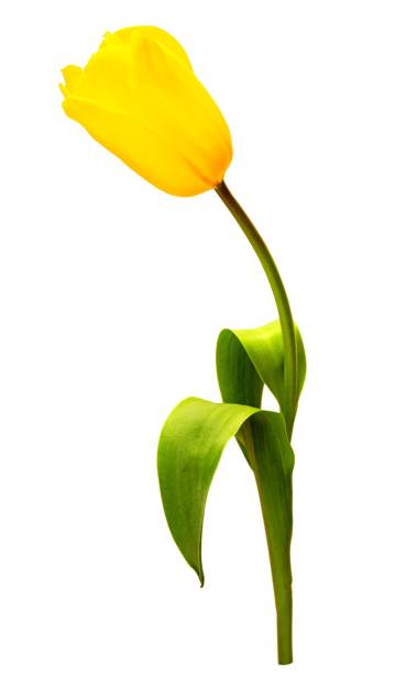 istock one yellow tulip isolated on white background 1212353630