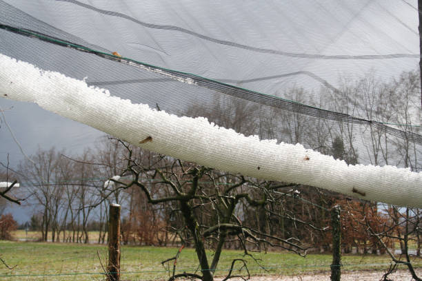 istock Hailstones on protective net in the orchard after a storm 1212353728