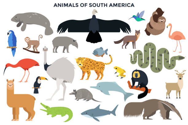 Modern Infographic Template Collection of wild jungle and forest animals, birds, marine mammals, fish of South America. Bundle of cute cartoon characters isolated on white background. Colorful vector illustration in flat style. condor stock illustrations