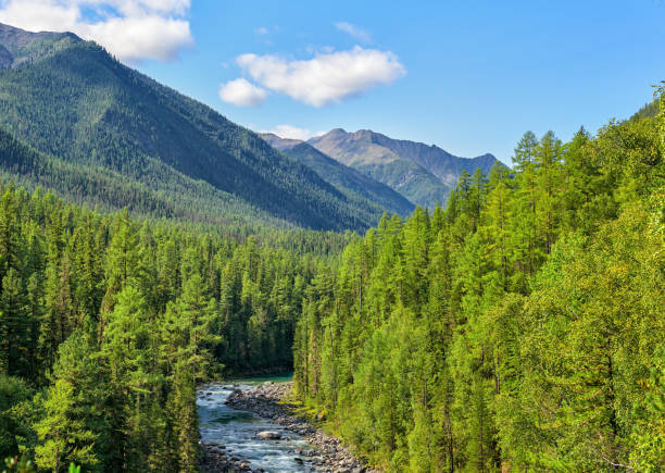 taiga di conifere subalpine sulle montagne siberiane - siberia river nature photograph foto e immagini stock