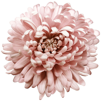 flower red  chrysanthemum . Flower isolated on a white background. No shadows with clipping path. Close-up. Nature.