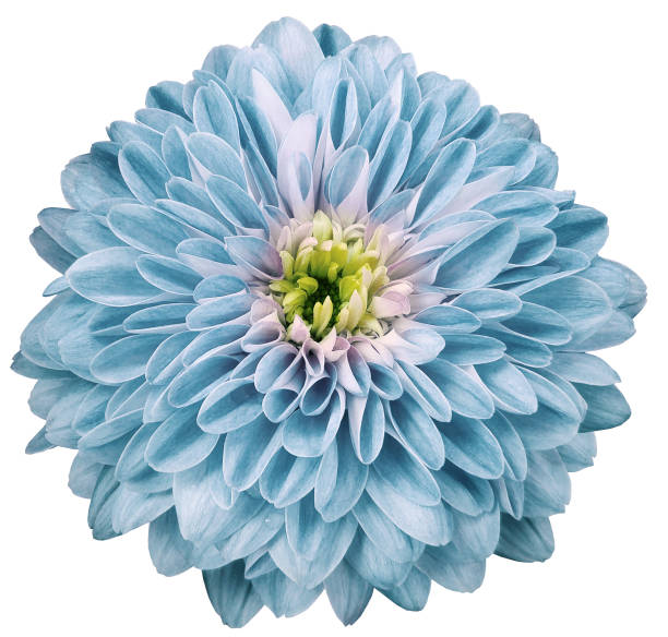 chrysantheme blume hellblau.  blume isoliert auf weißem hintergrund. keine schatten mit clipping-pfad. nahaufnahme. natur. - daisy family close up cut flowers cut out stock-fotos und bilder