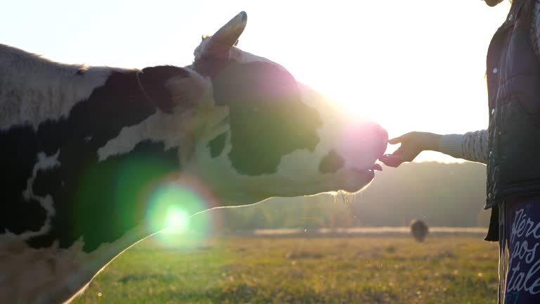 Unrecognizable little girl giving some food to cow. Curious friendly animal eating from female hand. Cattle on pasture. Farming concept. Scenic countryside scene. Slow motion Close up