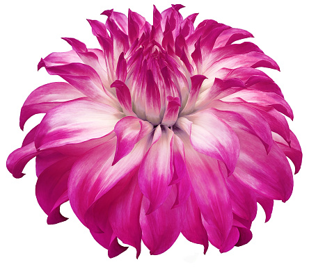 dahlia flower pink.  Flower isolated on  a white background. No shadows with clipping path. Close-up. Nature.