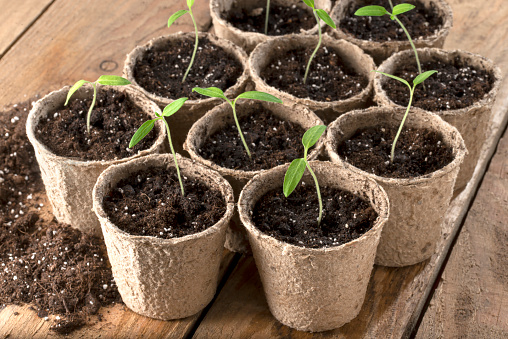 Tomato seedlings in paper pots on wooden table