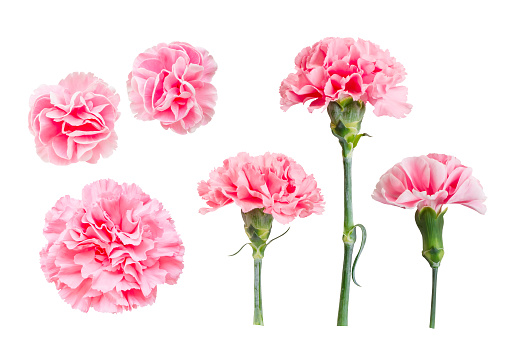 Peony carnation with pink flowers