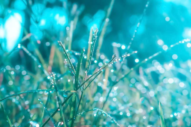 istock grass flower with dew drops  abstract nature wallpaper  spring   background 1212355789