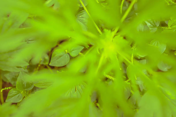 istock green leaves with  bokeh light abstract nature wallpaper background 1212355829