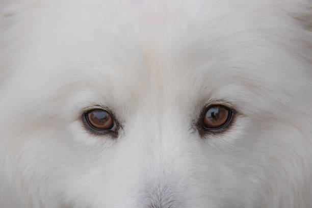 istock Beautiful White Samoyed Dog-Eyes 1212358149