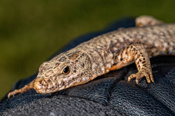 istock Lizard in hand with leather glove 1212358798