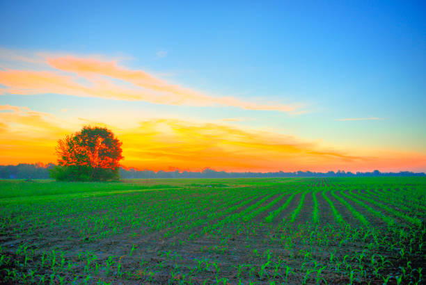 istock Sunrise and corn rows-Howard County Indiana 1212359127