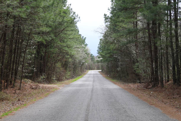 istock rural country road bright forest trees lined 1212359418